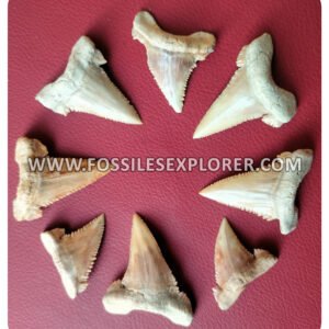 Collection of 8 Palaeocarcharodon orientalis (Pygmy white Shark) Teeth"