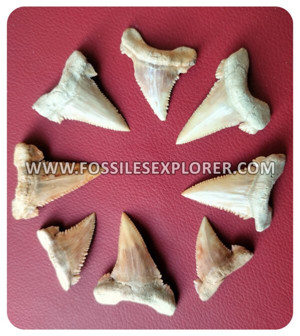 Collection of 8 Palaeocarcharodon orientalis (Pygmy white Shark) Teeth"